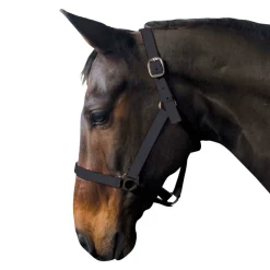 Economy Headcollar